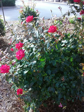 Single Red Knock Out Rose