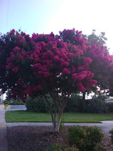 Delta Fuchsia Crape Myrtle
