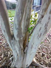 Delta Fuchsia Crape Myrtle