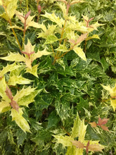 Goshiki Osmanthus 'False Holly'