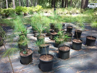 Loblolly Pine