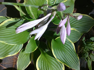Auro Marginata Variegated Hosta