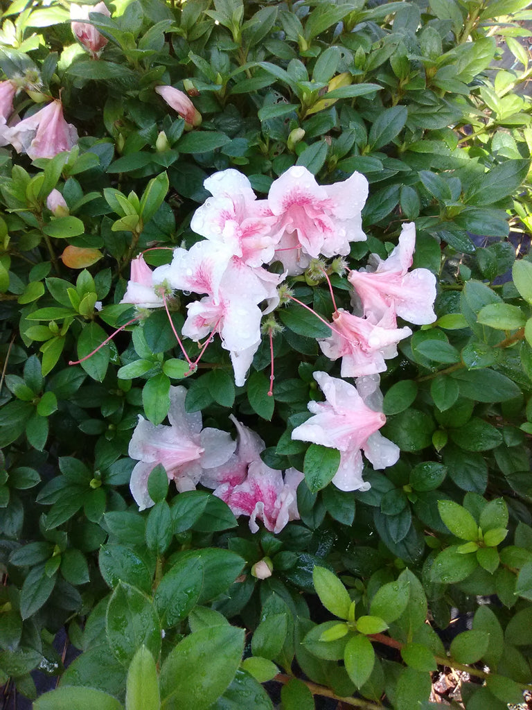 Autumn Belle Encore Azalea – Toms Creek Farm & Nursery