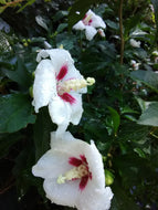 Lil' Kim Rose of Sharon