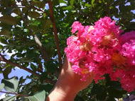 Tuscarora Crape Myrtle