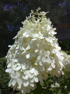 Lime Light Hydrangea