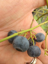 Climax Blueberry (rabbit eye)