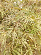 Crimson Queen Japanese Cutleaf Maple