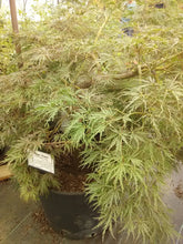 Crimson Queen Japanese Cutleaf Maple