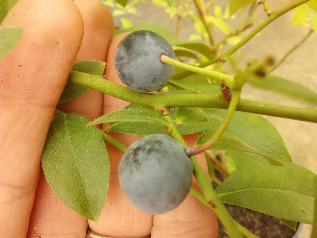 Brightwell Blueberry (rabbit eye)