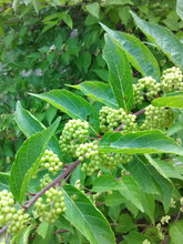 American Beautyberry