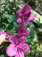 Ardens Rose of Sharon