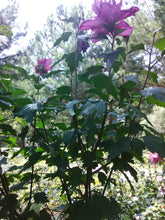 Ardens Rose of Sharon