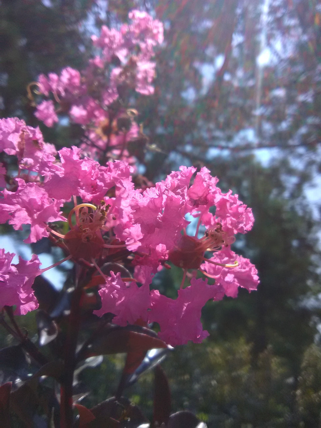 Delta Fuchsia Crape Myrtle