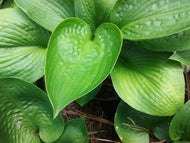 Love Pat Hosta