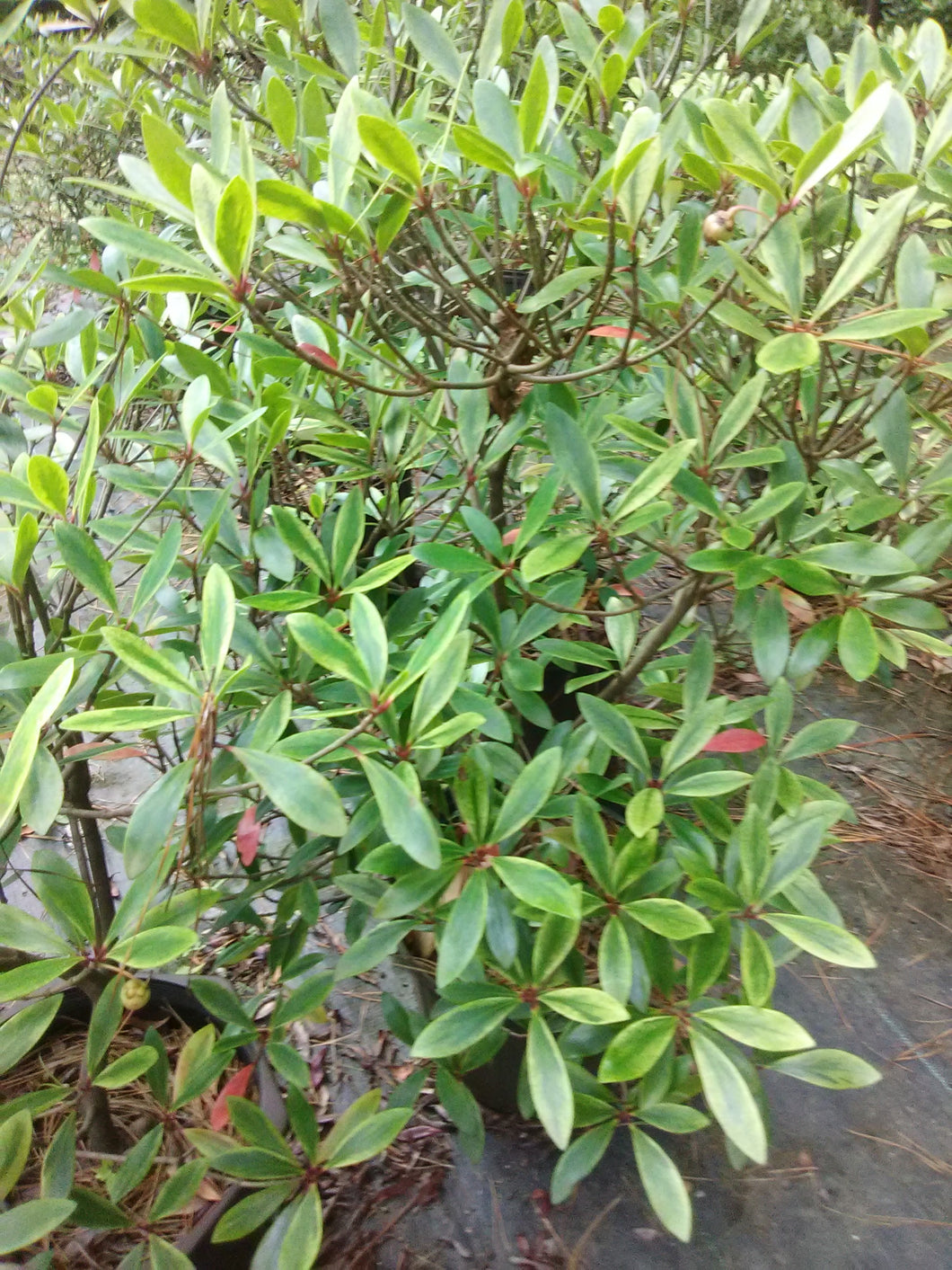 Variegated Japanese Cleyera
