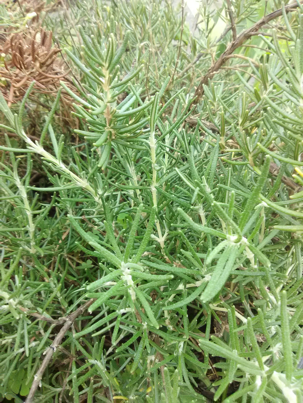 Arp Rosemary