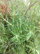 Arp Rosemary