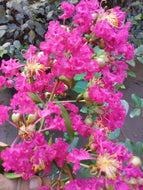 Watermelon Red Crape Myrtle