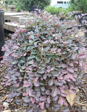 Purple Pixie Loropetalum