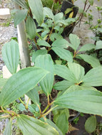 David Viburnum
