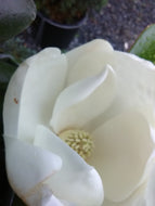 Teddy Bear Magnolia or 'Southern Charm' Magnolia