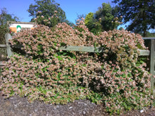Rose Creek Abelia