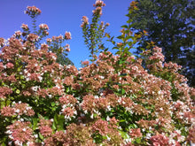 Rose Creek Abelia
