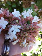 Rose Creek Abelia