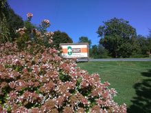 Rose Creek Abelia