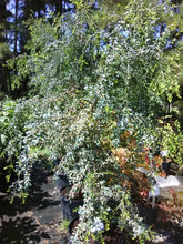 Weeping Yaupon Holly