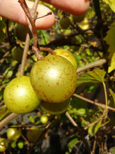 Carlos Bronze Muscadine Grape (Self- Fertile)