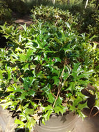 Rotunda Chinese Holly