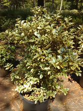 Variegated Osmanthus False Holly