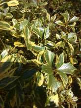 Variegated Osmanthus False Holly