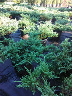 Bar Harbor Juniper