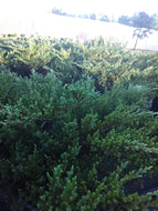 Andorra Juniper