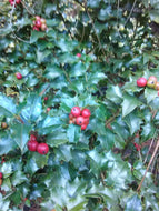 Sparkler English Holly