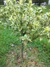 Goshiki Osmanthus 'False Holly'