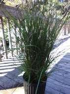 Maiden Grass