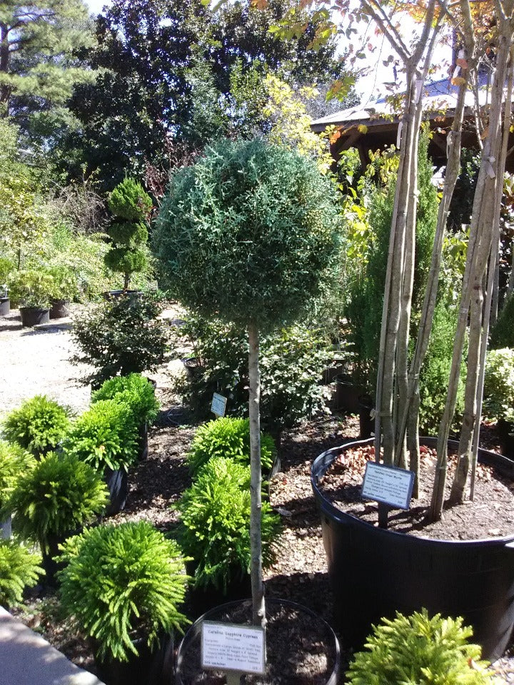 Carolina Sapphire Cypress Topiary
