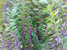 American Beautyberry