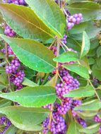 American Beautyberry