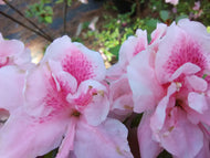 Autumn Belle Encore Azalea