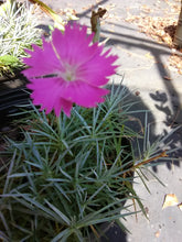 Firewitch Dianthus