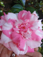 Daikagura Camellia