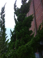 Robusta Green Juniper