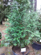 Green Giant Arborvitae