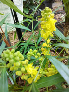Soft Caress Mahonia
