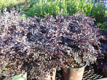 Purple Diamond Loropetalum